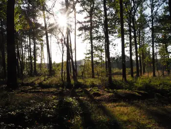 Vagevuurbos en Lippensgoed-Bulskampveld (België)